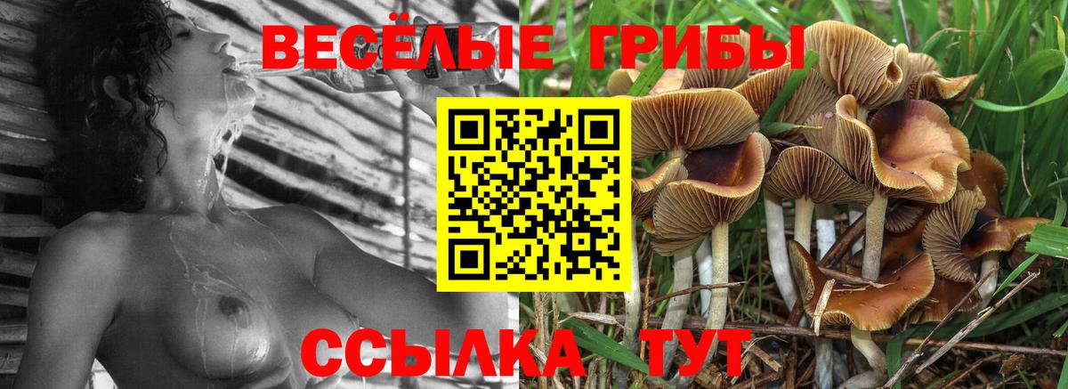 дарнет шоп  Галлюциногенные грибы MAGIC MUSHROOMS  Когалым  Галлюциногенные грибы Psilocybine cubensis 